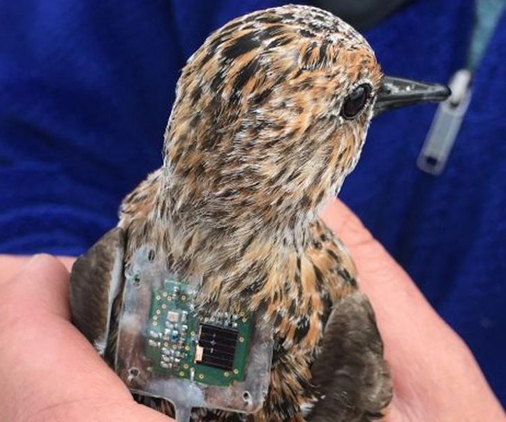 Do Birds Have Built-in GPS? Natural Navigation and GPS Trackers in Bird Research