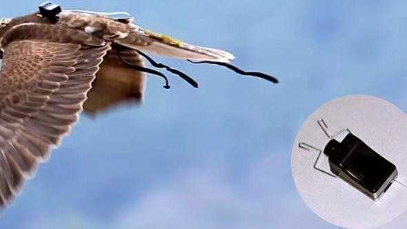 YIM Micro Solar Cells Revolutionizing Birds GPS Trackers: Do Mini Solar Panels Work?