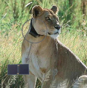 Flexible GaAs Solar Cell Module 21*10.5mm 30% Effience flexible solar module FPC Micro Solar Cell Series Animal Tracking Solar Panel