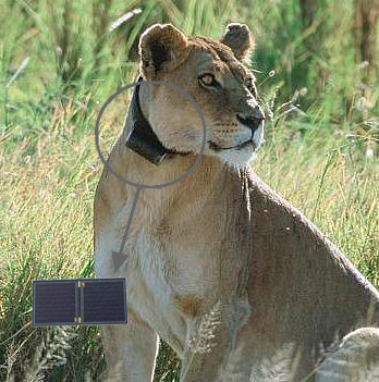 Flexible GaAs Solar Cell Module 21*10.5mm 30% Effience flexible solar module FPC Micro Solar Cell Series Animal Tracking Solar Panel